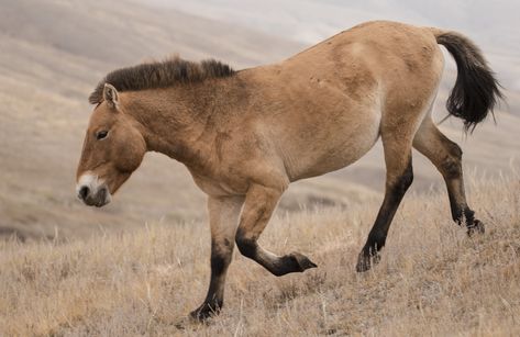 Today I wanted to introduce you to the Przewalski Horse in Mongolia Mongolian Horses, Przewalski's Horse, Pepper Photography, Barrel Racing Saddles, Pony Breeds, Horse Show Clothes, Barrel Racing Horses, Morgan Horse, National Animal