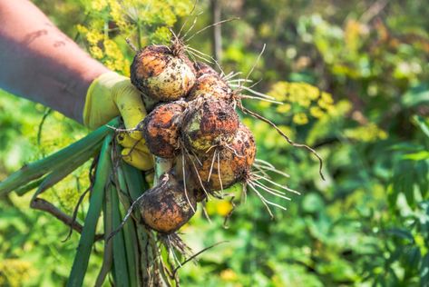 If you've ever wondered if those beans are ready to be picked or how to tell when the corn is ready to be harvested, this is the guide for you! When To Harvest Onions, Harvest Onions, Black Spot On Roses, Yellow Vegetables, Hardneck Garlic, Growing Onions, Vegetable Harvest, Planting Onions, Dehydrated Onions