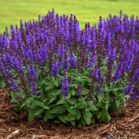 Which Perennial Salvia is Best for Your Garden? - Minnesota State Horticultural Society Front Retaining Wall, Salvia Plant, Wisconsin Garden, Rose Companion Plants, Patio Planting, Front Yard Inspiration, Salvia Plants, Meadow Sage, Garden Backyard Ideas