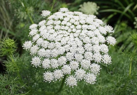 False Queen Anne's Lace – Ammi visnaga or possibly ... Ammi Visnaga, Calyx Flowers, Ammi Majus, Queen Anne Lace, Slow Flower, Queen Anne's Lace Flowers, Sustainable Flowers, Daucus Carota, Queen Anne's Lace