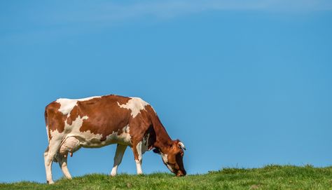 Cow Eating, Grass Painting, Animal Facts, Grass Fed Beef, Red Barn, Animal Welfare, The Grass, The Science, Green Living