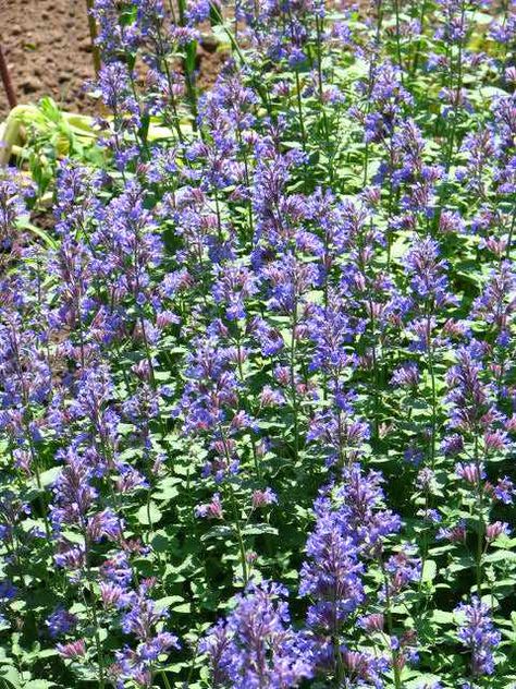 Nepeta cateria - more commonly known as Catnip.  Well known for repelling mosquitos. Growing Catnip, Cats Meowing, Catnip Plant, Long Blooming Perennials, Full Sun Perennials, Lemon Mint, Perennial Garden, Herb Garden, Plant Life