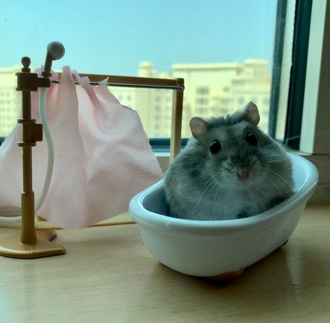 hamster having a mini bath photo-shoot Hamster Photoshoot, Hamster Photo, Cocoa Puffs, Loving Animals, Hamsters, Otaku Anime, Baby Animals, Photo Shoot