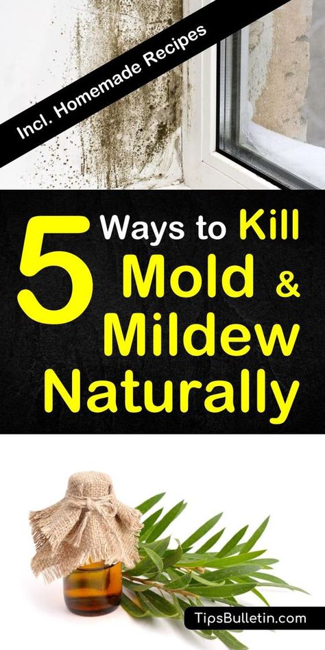 How to remove and clean mold and mildew naturally from walls, ceiling, car, shower, carpet or wood. Using hydrogen peroxide, tea tree oil, and other natural remedies. Includes DIY homemade mold remover recipes.#moldremover #diy #clean #mildew #health Kill Mold, Cleaning Naturally, Homemade Toilet Cleaner, Clean Baking Pans, Black Mold, Cleaning Mold, Cleaning Painted Walls, Mold Removal, Glass Cooktop