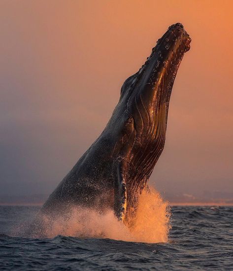 Woow! Magic moment (: by Chase Dekker Wild-Life Images) Sea Mammal, Whale Art, Aquatic Animals, Marine Mammals, Humpback Whale, Blue Whale, Ocean Creatures, Marine Animals, Ocean Animals