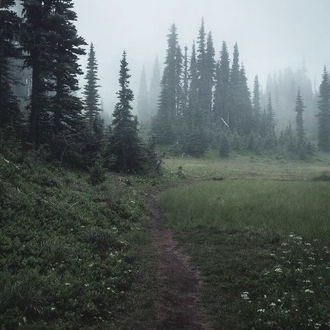 Foggy Forest, Days Like This, Dark Forest, Forest, Photography