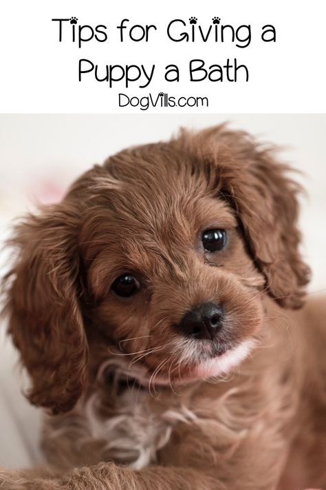 Puppy Bath Tips, Puppy Recipes, Bathing Tips, Puppy Bath, Puppy Tips, Poodle Cuts, Pet Odor Eliminator, Puppy Time, Dog Behavior Training