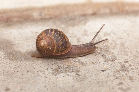 Garden Snail Facts Snail Facts, Garden Snails, Animals Around The World, Garden Snail, Pet Snails, Snails In Garden, Giant Tortoise, Australian Native Plants, Deep Sea Fishing