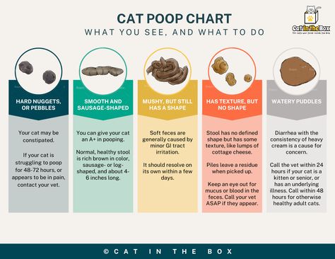 chart with photos and descriptions of cat poop Box Toys, Cat Litter, Litter Box, Toy Boxes, My Cat, What You See, A Sign, Cat Toys, Toys