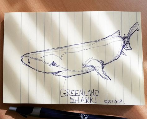 Greenland Shark Drawing, Greenland Shark Tattoo, Shark Tooth Drawing, Greenland Shark, Shark Drawing, Shark Tattoos, Shark Art, Sea Life, Tatting