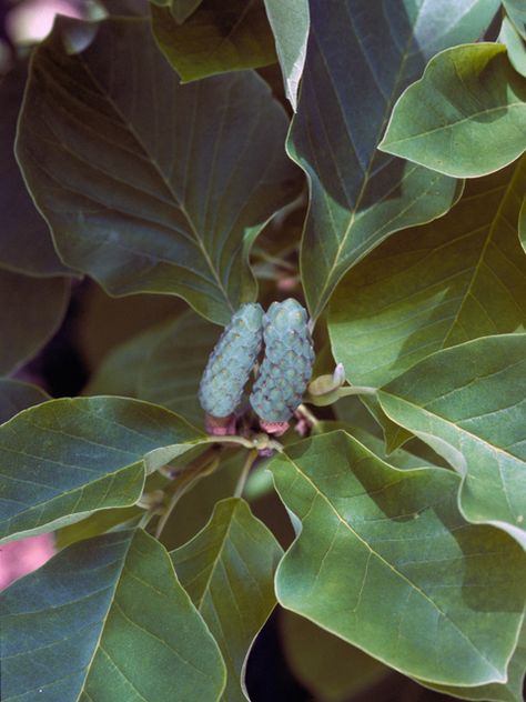 Magnolia Acuminata, Lady Bird Johnson Wildflower Center, Seed Collection, University Of Texas At Austin, Lady Bird Johnson, Seed Bank, Plant Images, Invasive Species, Plant List