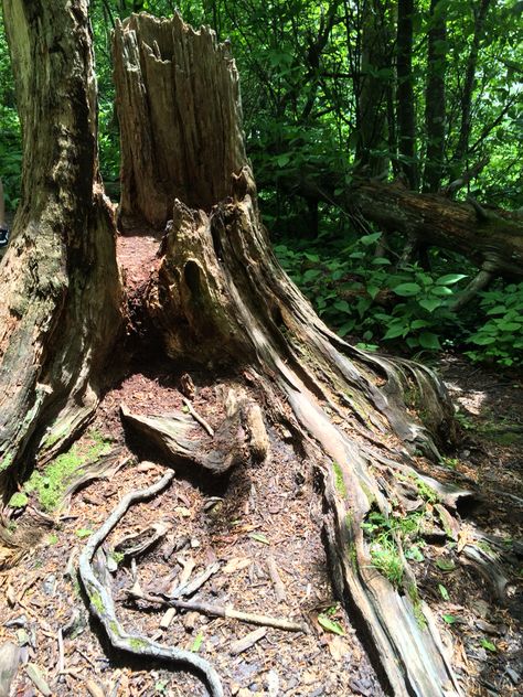 Hollow Tree Trunk, Fire Sketch, Haunted Tree, Wood Stumps, Hollow Tree, Mystery Stories, Painting Inspo, Nancy Drew, Tree Stump