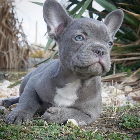 French Bulldog Puppies For Sale | New York, NY Lilac French Bulldog, Mini French Bulldogs, Blue French Bulldog, Blue French Bulldog Puppies, Baby French Bulldog, French Bulldog Breed, Bichon Dog, Goldendoodle Puppy For Sale, Bulldog Breeds