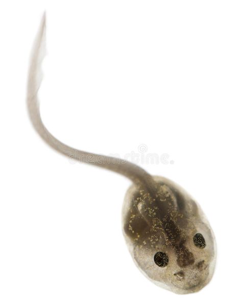 Common Frog, Rana temporaria tadpole. With internal gills, 3 weeks after hatchin , #AFFILIATE, #temporaria, #tadpole, #internal, #Common, #Frog #ad Poison Aesthetic, Common Frog, Planet Project, Creative Media, Reference Drawing, Organic Form, Art Refs, Our Planet, Frogs