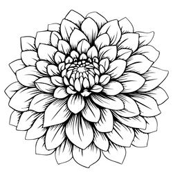 Black and white dahlia flower isolated Royalty Free Vector Dahlia Drawing, Black And White Dahlia, White Dahlia Flower, Dahlia Tattoo, White Dahlia, Monochrome Black And White, Contour Lines, Black Dahlia, Dahlia Flower