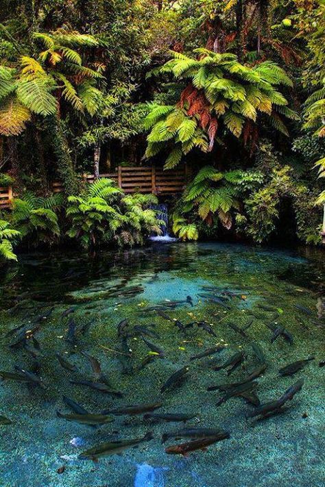 Ultimate secluded fish pond Watch the Karp swim in circles Kolam Koi, Ikan Koi, Drømme Liv, Fish Ponds, Garden Pond, Ponds Backyard, Fish Pond, Koi Pond, The Pond