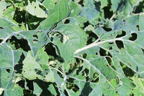 Broccoli Leaves, Cabbage Butterfly, Broccoli Plant, Cabbage Plant, Cabbage Worms, Butterfly Eyes, Natural Pesticides, Garden Bugs, Plant Pests