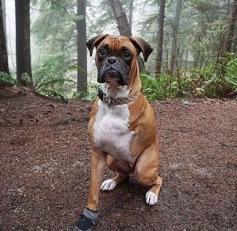 You can never say no to those eyes. Boxer Dog Tattoo, Boxer Tattoo, Boxer Dogs Brindle, Puppy Stages, Boxer Bulldog, Boxer And Baby, Bulldog Breeds, Dog Cuts, Boxer Puppy