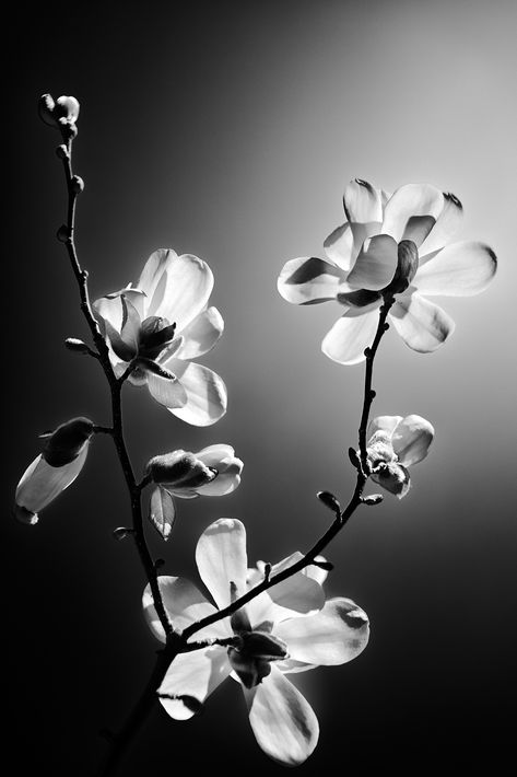 Flowers Photography Black And White, Black White Photos Art Beautiful, Black And White Photography Flowers, Black Background Tattoo, Magnolia Black And White, Black And White Flower Art, Black And White Flower Photography, White Flowers On Black Background, Landscape Photography Black And White