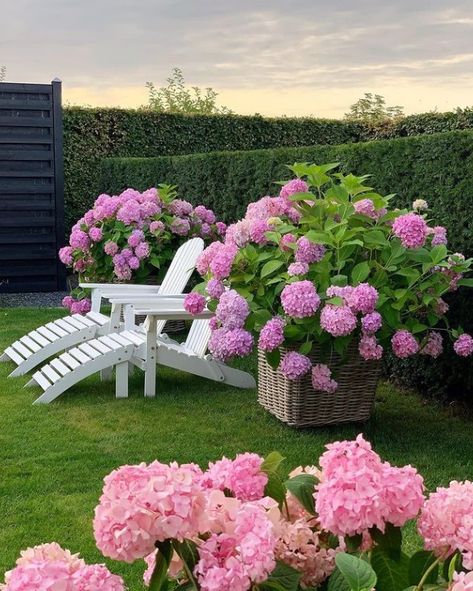 Pink Flowers, Lawn, Bench, Purple, Flowers, Pink, On Instagram, White, Instagram