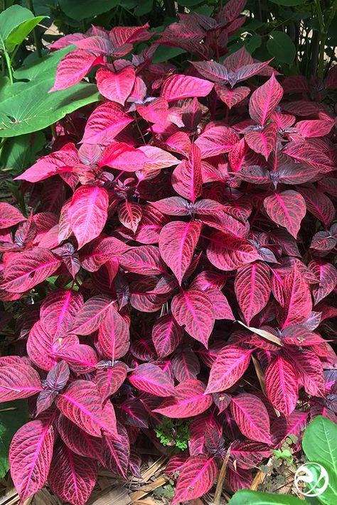 Iresine herbstii, Bloodleaf, at San Diego Botanic Garden @ Encinitas, California; Luscious Universe Iresine Herbstii, San Diego Botanic Garden, Encinitas California, Tropical Foliage, Botanic Garden, Tropical Garden, Botanical Gardens, San Diego, California