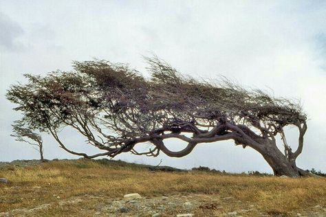 Trees in Tierra del Fuego, Argentina Wind Tree, Weird Trees, Matka Natura, Old Trees, Ancient Tree, Ushuaia, Unique Trees, Tree Roots, Tree Hugger