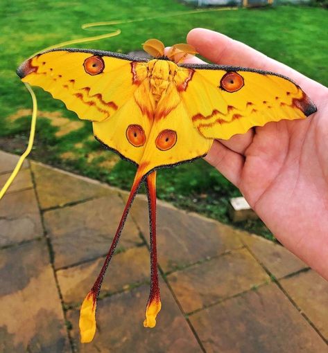 Butterfly World ™’s Instagram profile post: “| Yellow 😍💛🦋 . Follow✨@soul_of_butterfliess ✨for more🦋💞 . . Give this beautiful🦋 some Love❤️ and Shares💞 . . By the Creative:…” Hercules Moth, Comet Moth, Giant Leopard Moth, Leopard Moth, Cecropia Moth, Rosy Maple Moth, Moth Species, Colorful Moths, Cute Moth