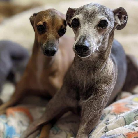 Italian Greyhound - Don't Shed or Bark 1 Greyhound Dog Rescue, Italian Greyhound Rescue, Greyhound Tattoo, Greyhound Breed, Dog Breeds That Dont Shed, Glen Of Imaal Terrier, Every Dog Breed, Chinese Shar Pei, Calm Dogs