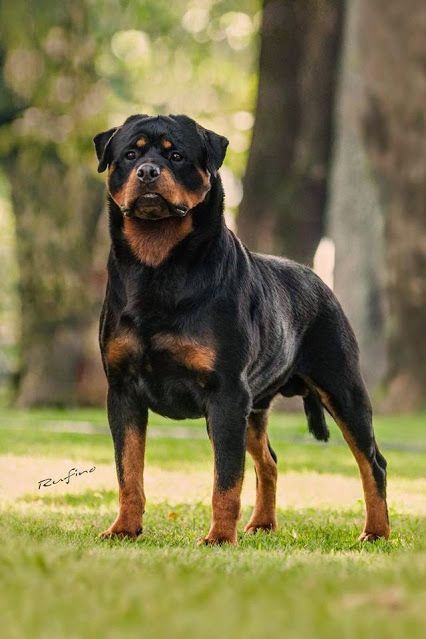 Can Rottweilers Be Good Service Pups? Let’s Find Out! Rottweiler Pictures, Rottweiler Training, Rottweiler Breed, Rottweiler Love, Rottweiler Lovers, Australian Shepherds, Rottweiler Puppies, Rottweiler Dog, West Highland Terrier