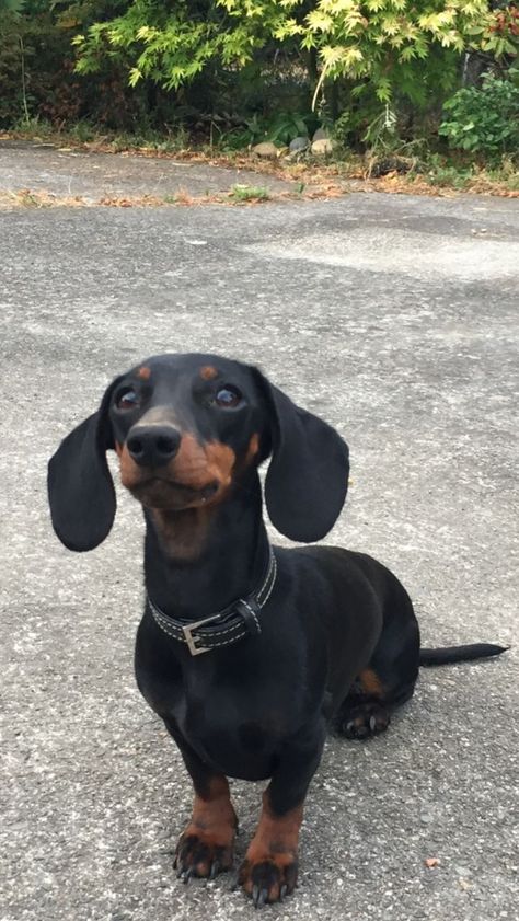 Short Haired Dachshund, Dachshund Humor, Black Dachshund, Short Dog, Miniature Dachshunds, Sausage Dogs, Puppies And Kitties, Weenie Dogs, Funny Dachshund