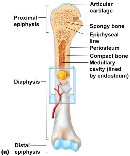 Anatomy of Long Bone Skeletal System Anatomy, Bone Anatomy, Anatomy Biology, Skeletal System, Musculoskeletal System, Medical School Studying, Human Anatomy And Physiology, Respiratory Therapist, Anatomy Study