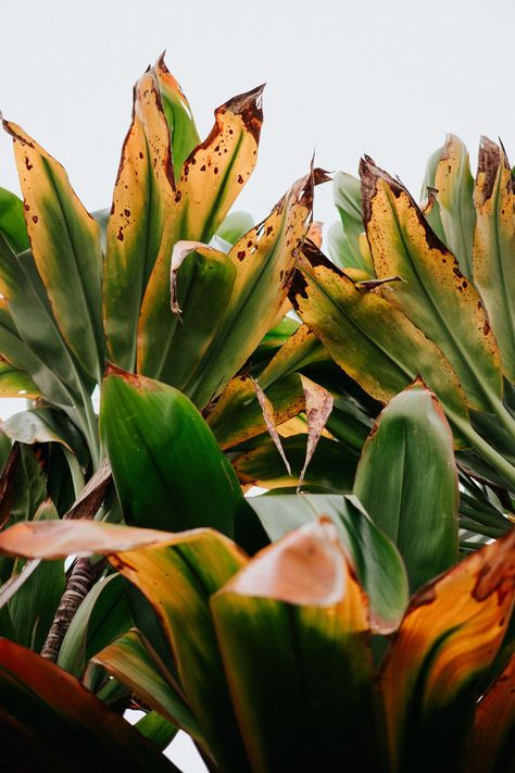 Restaurant Board, Hawaiian Photography, Plants Photography, Hawaii Aesthetic, Hawaii Theme, Tropical Aesthetic, Travel Photography Nature, Nature Destinations, Hawaii Destinations