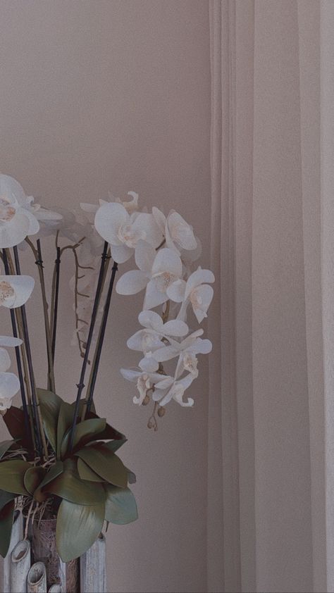 White Orchids Wallpaper, Orchid Asethic, Orchid Bouquet Aesthetic, Orchid Aesthetic Flower, Orkide Wallpaper, Lolacore Aesthetic, White Orchid Aesthetic, Orchid Wallpaper Aesthetic, White Lily Aesthetic