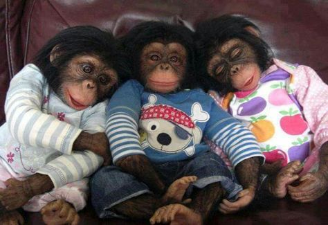 Changuitos Baby Chimpanzee, Monkey Memes, Funny Dp, Monkey Pictures, Pet Monkey, Baby Animals Pictures, Monkeys Funny, Cute Monkey, Baby Monkey