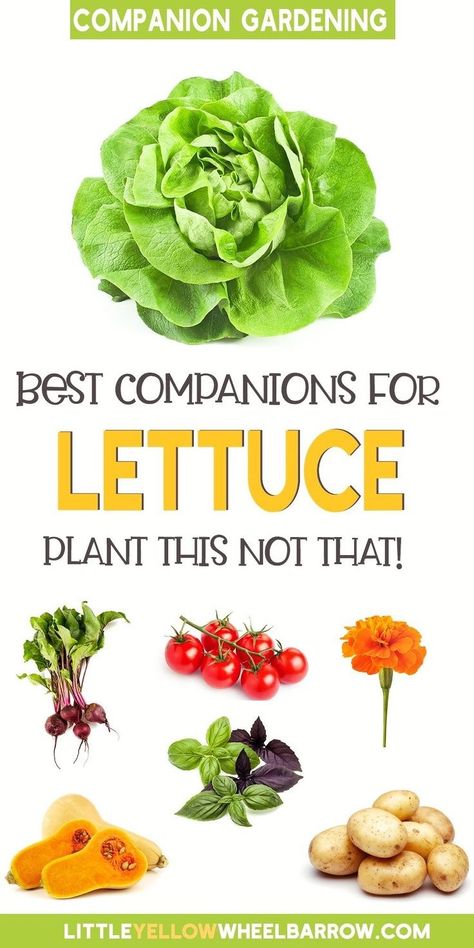 What To Grow With Lettuce, What To Plant With Lettuce, Lettuce Growing Tips, Lettuce Companion Plants, Lettuce Garden Ideas, Planting Lettuce In Containers, Flowers To Plant With Vegetables, When To Plant Lettuce, Lettuce Gardening