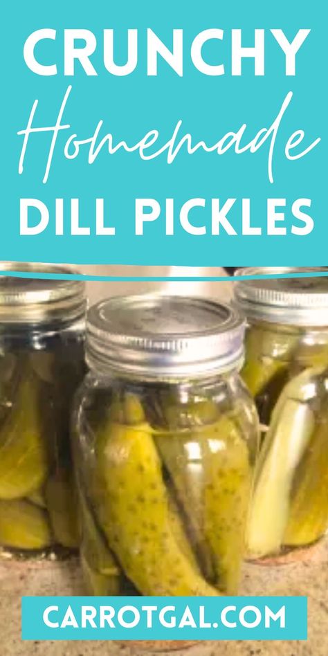 Crunchy Homemade Dill Pickles from Carrotgal.com