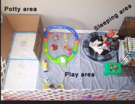 Puppy Puppy Apartment, Puppies Cutest, Puppy Playpen, Puppy Room, Puppy Time, Easiest Dogs To Train, Dog Potty Training, Dog Potty, Dog Playpen