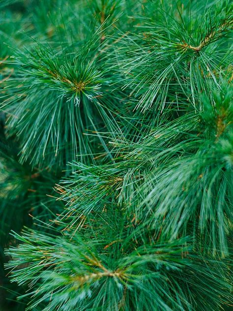 Eastern White Pine - zone 4-9  We think this is one of the most beautiful pines. It offers long, soft, blue-green needles and is adaptable to a range of conditions. It's native to areas of North America, so it's a great choice for wildlife gardens Blue Star Juniper, Pinus Strobus, Small Pine Trees, Conifers Garden, White Pine Tree, Bristlecone Pine, Winter Gardens, Eastern White Pine, Garden Vines