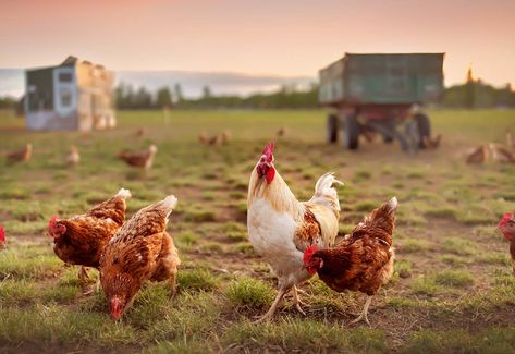 Organic Livestock and Poultry Practices Redux On the Horizon - Cornucopia Institute What Can Chickens Eat, Leftover Corn, Chicken Diet, Poultry Feed, Chicken Eating, Backyard Poultry, Organic Eggs, Organic Foods, Most Beautiful Wallpaper