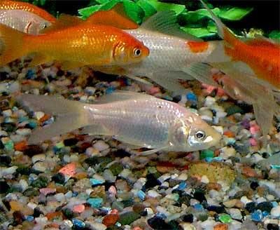 Comet Goldfish facts and care Comet Fish, Butterfly Telescope Goldfish, Comet Goldfish, Fantail Goldfish Aquarium, Red Cap Oranda Goldfish, Goldfish Tank, Diy Pond, Acorn Crafts, Aquatic Animals