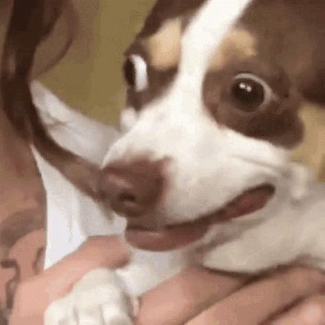 Dog Worried GIF - Dog Worried Scared - Discover & Share GIFs Awkward Gif, Scared Meme, Try Not To Laugh Challenge, Laugh Challenge, Memes Humor, Funny Dog Videos, Try Not To Laugh, To Laugh, Dog Gifs