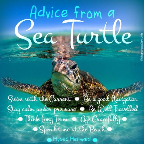 Advice From A Sea Turtle Sea Turtle Quotes, Turtle Spirit Animal, Turtle Symbolism, Turtle Quotes, Baby Sea Turtles, Animal Spirit Guides, Ocean Quotes, Turtle Love, Turtle Art