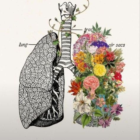 ♡♡ Relaxing Wall Art, Lungs Art, Relax Wall Art, Pharmacy Art, Flower Anatomy, Anatomical Art, Human Lungs, Medical Posters, Flowers Growing