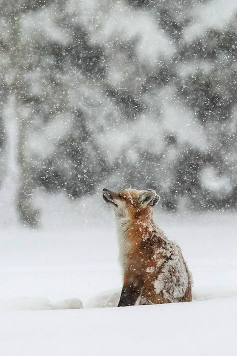 Sandy Sisti Winter Animals, Winter Wallpaper, Winter Magic, Red Fox, Wild Hearts, Nature Animals, Winter Scenes, 귀여운 동물, Beautiful Creatures