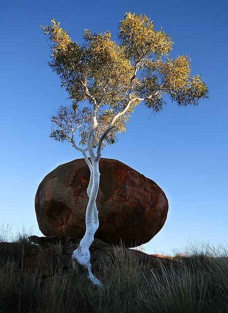 Devil's tree--a lone ghost gum against one of the smaller solitary "devil's marbles" with the morning light on its leaves. Tiny Acorn, Grandmother Willow, Forest Spirits, Eucalyptus Trees, Australian Painters, Giant Tree, Single Tree, Australian Flora, Forest Spirit