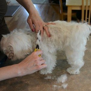 Maltese Dogs Grooming, Maltese Puppy Cut, Maltese Dogs Haircuts, Maltese Haircut, Dog Grooming Diy, Dog Tear Stains, Dog Grooming Styles, Dog Grooming Shop, Healthy Dog Treats Homemade