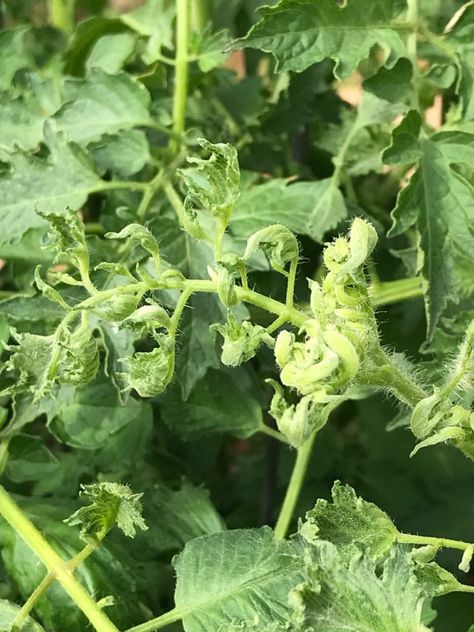 Tomato Leaf Curl | Backbone Valley Nursery Tomato Leaves Curling, Tomato Plant, Corn Plant, White Flies, Crop Rotation, Neem Oil, Tomato Plants, Plant Growth, New Growth