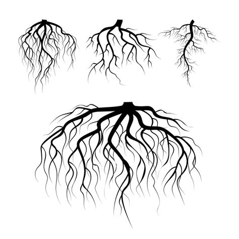 Roots Illustration, Roots Drawing, Tree Roots Tattoo, Roots Tattoo, Psd Texture, Palm Tree Silhouette, Tree Root, Plant Background, Vector Trees