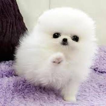 Cutest Pomeranian Pictures | List of Cute Photos of Pomeranians Chihuahua, Puppies, Purple, Dogs, White