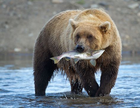 Alaska's Hallo Bay’s Brown Bear (Ursus arctos) catching salmon called pinkies (sometimes also called “humpies” due to the hump on the back that the males often develop) | Show Me Nature Photography Bear Catching Fish, Salmon Photography, Bear Catching Salmon, Fish For Dinner, Dinner Show, Brown Bears, Baby Quilt Patterns, Fish Drawings, Catching Fish